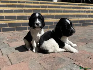 English Springer Spaniel dogs Full pedigree Springer spaniels - Advert 1