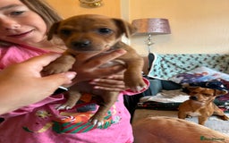Jack Russell dogs for sale: Gorgeous Jack Russell Puppies - Image 2
