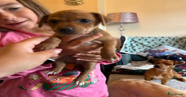 Jack Russell dogs - Advert 1