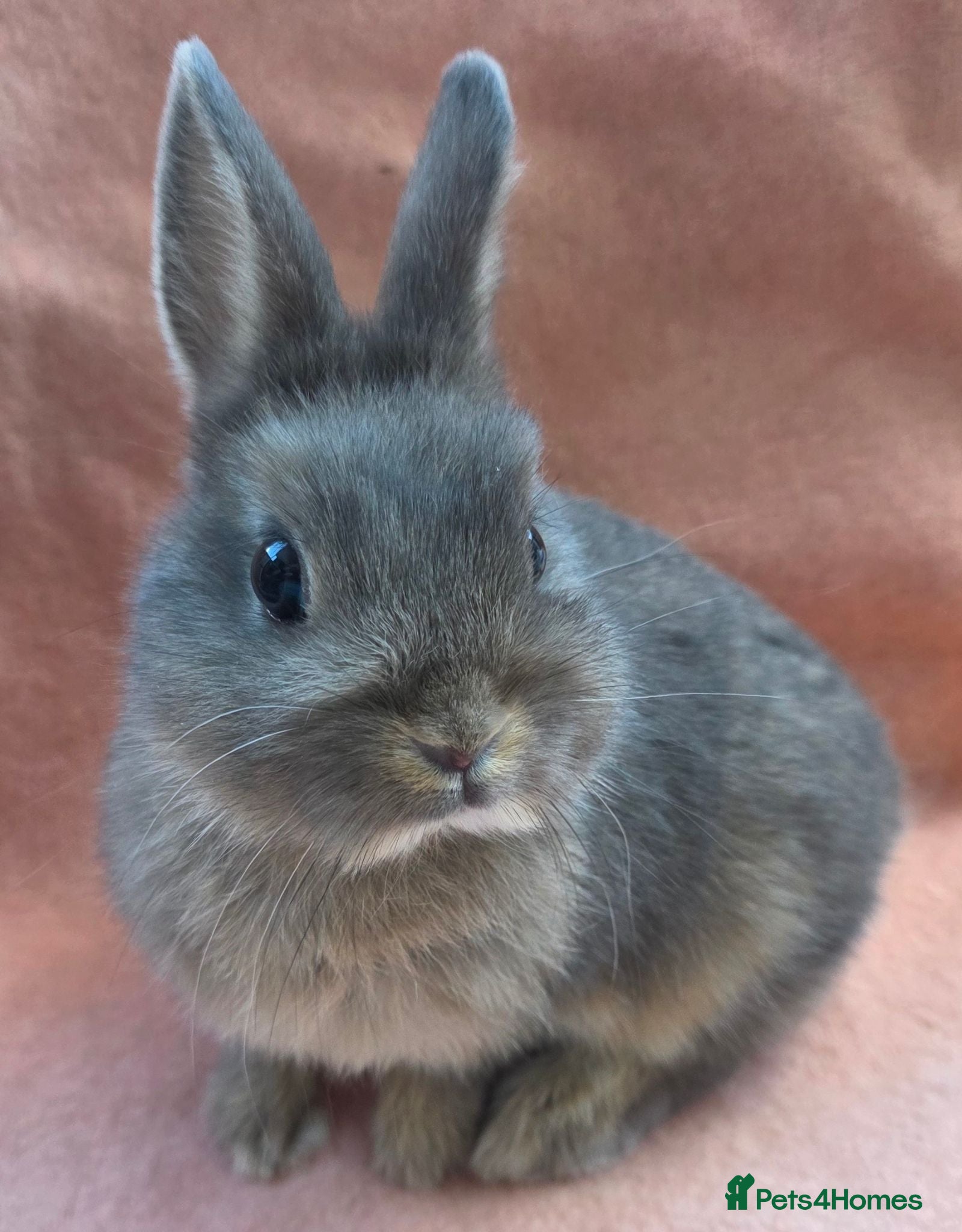 Mini Lop rabbits  Netherland dwarfs and lion heads - Advert 23