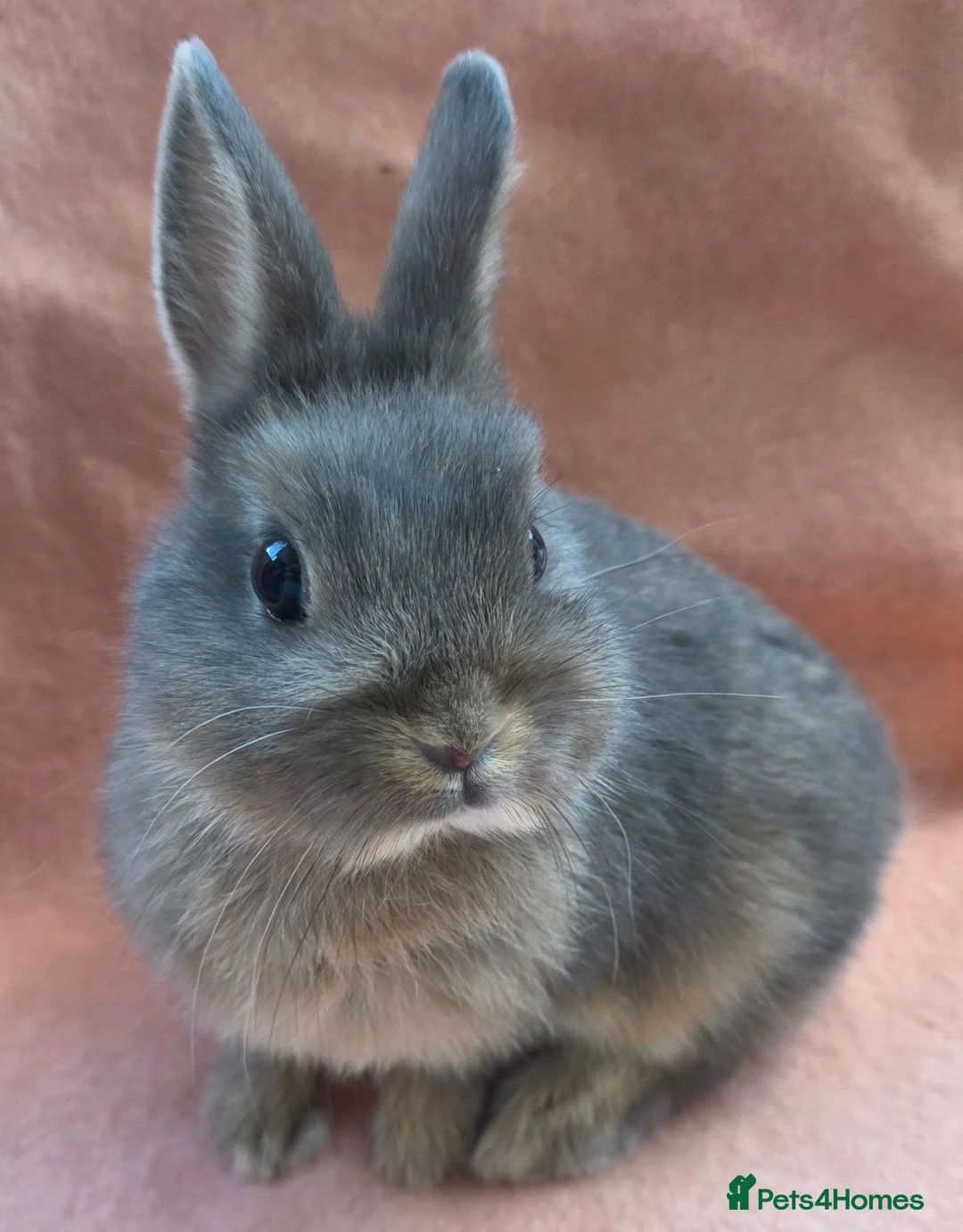 Mini Lop rabbits for sale:  Netherland dwarfs and lion heads - Advert 1