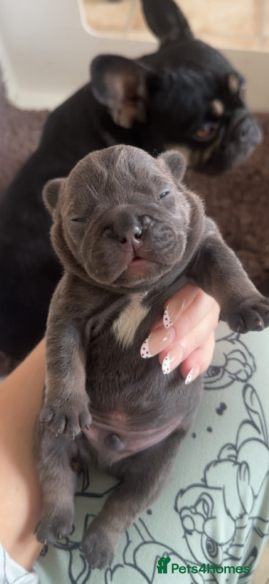 French Bulldog dogs Stunning French bulldogs  - Advert 12