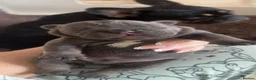 French Bulldog dogs for sale: Stunning French bulldogs  - Advert 26