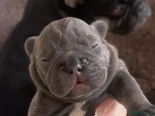 French Bulldog dogs Stunning French bulldogs - Advert 12