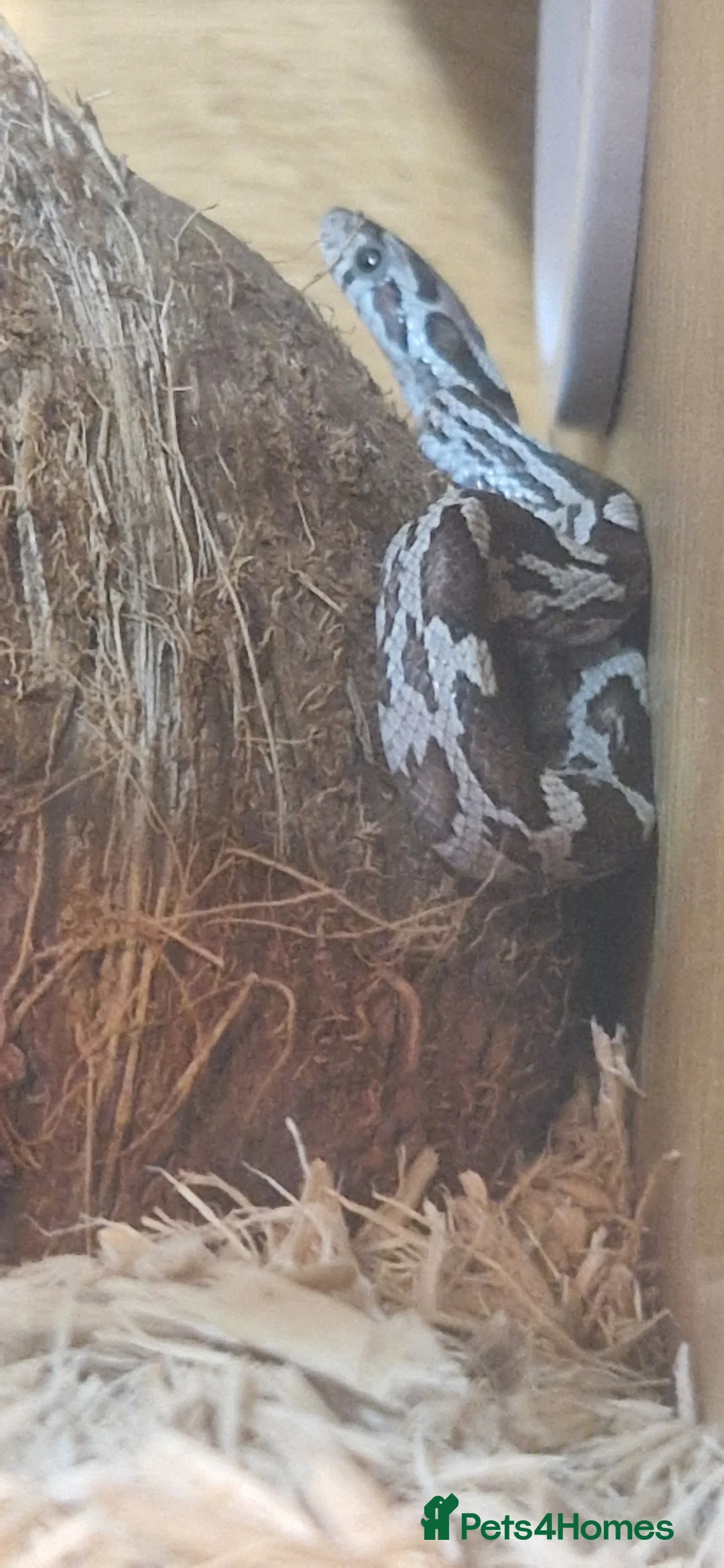 Corn Snake reptiles for sale: Fluffy and luna the corn snakes - Advert 8