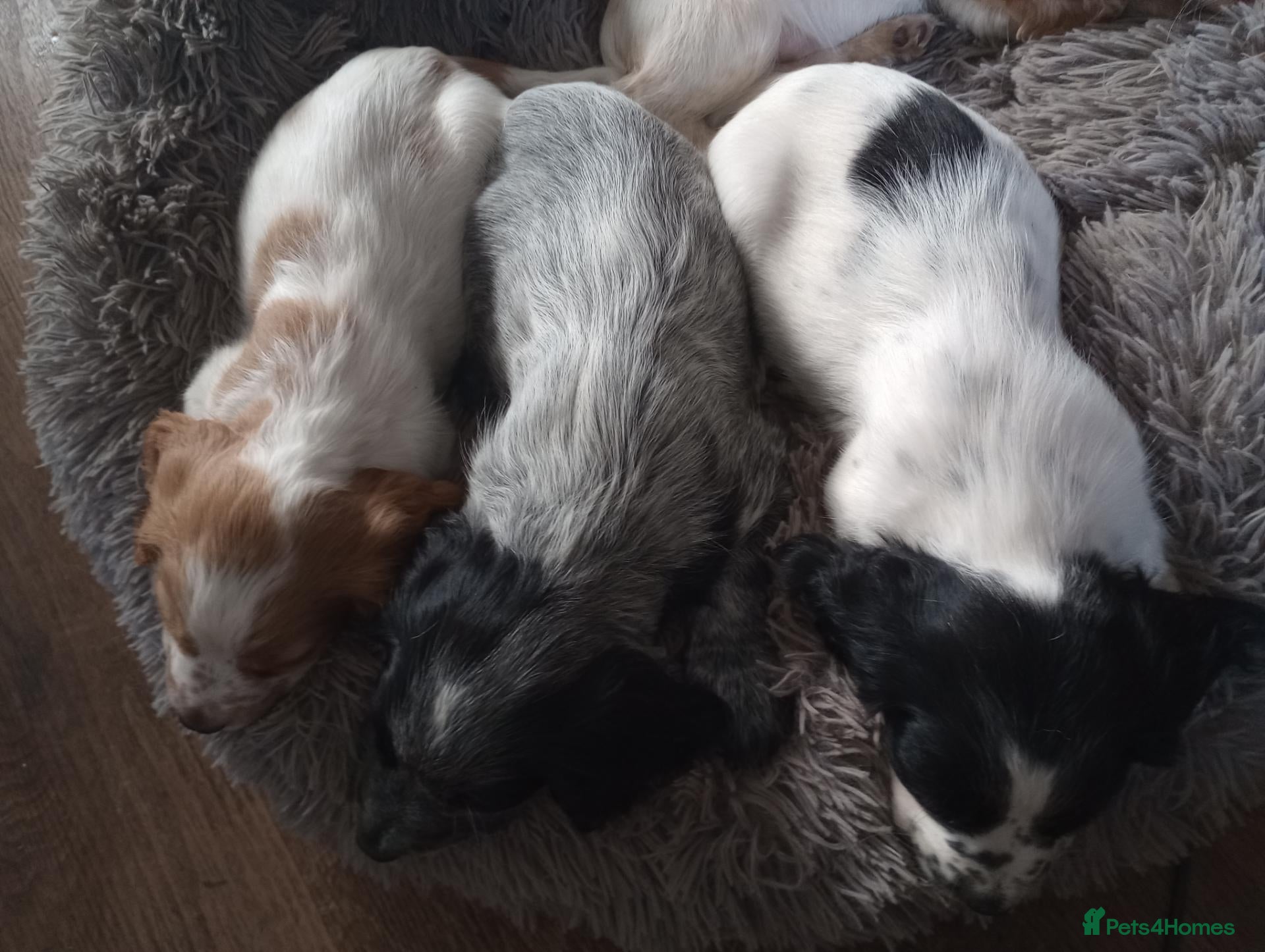 Cocker Spaniel dogs Working cocker spaniel puppies  - Advert 1