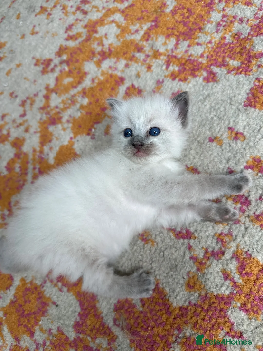 Ragdoll cats for sale: One handsome ragdoll boy kitten  for sale  - Advert 12