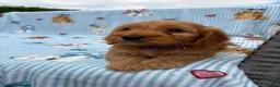 Cockapoo dogs for sale: 🐶1 adorable girl remaining 🐶 - Advert 8