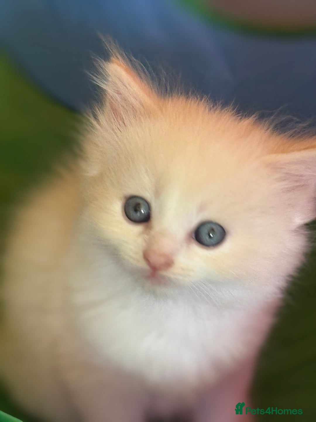 Ragdoll cats for sale: Fluffy Ragdoll cross kittens  - Image 2