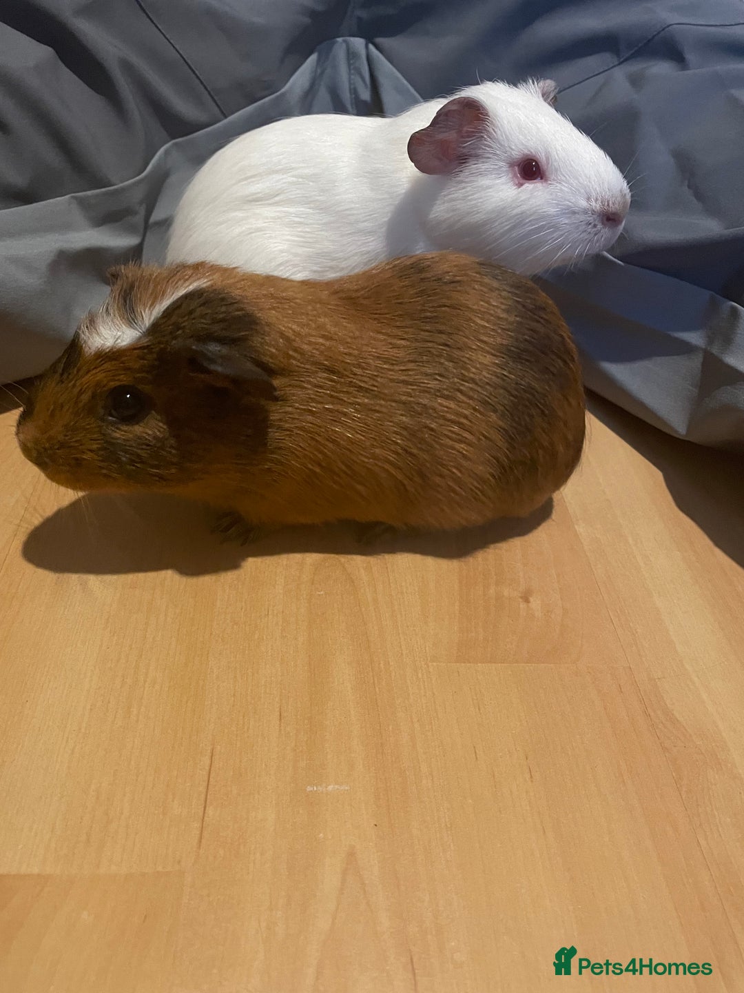 Guinea Pig rodents for sale: Two male guinea pigs - Image 5