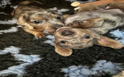 Miniature Dachshund dogs for sale: Mini dachshund puppies 6 weeks - Advert 22