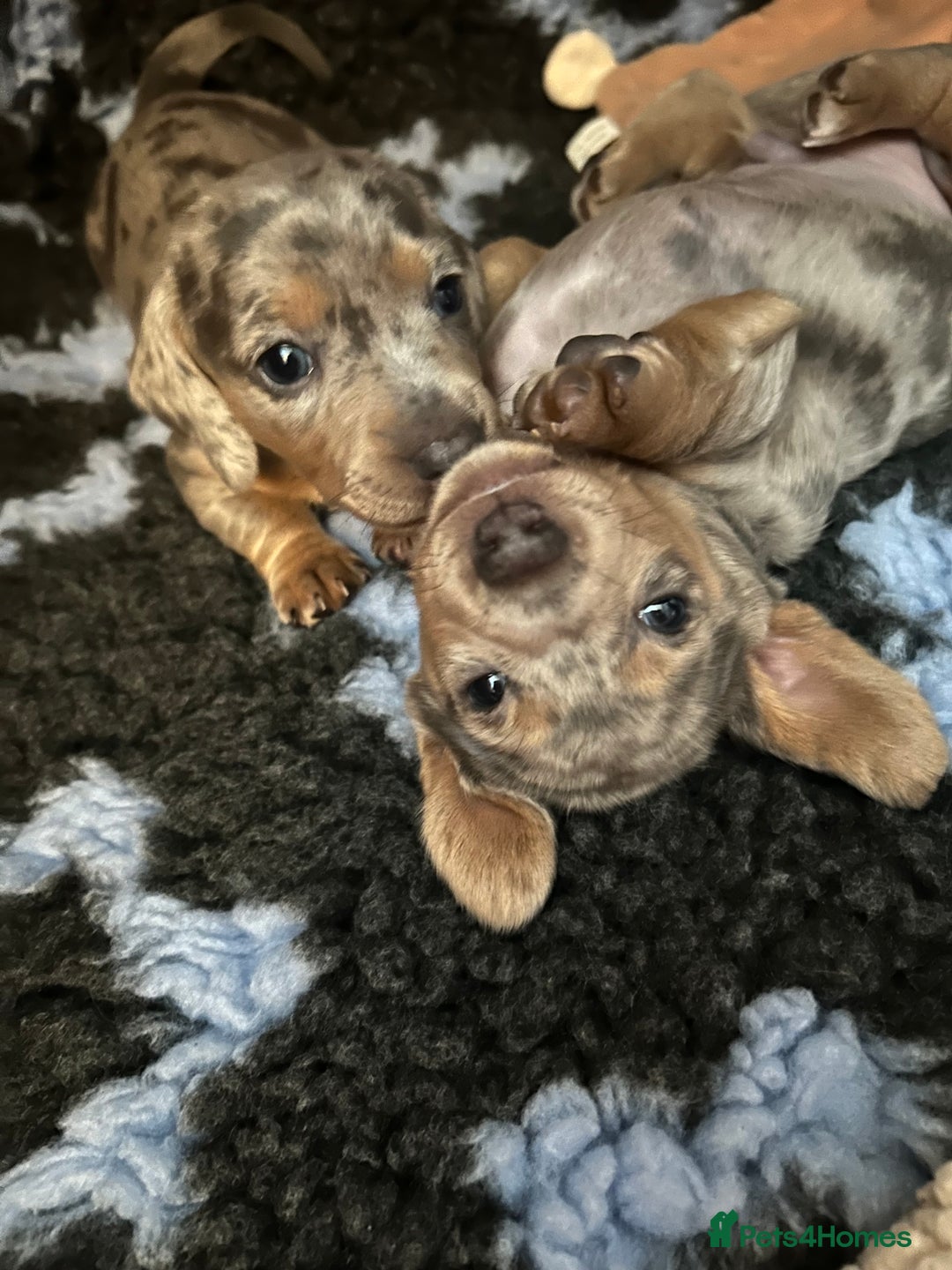 Miniature Dachshund dogs for sale: Mini dachshund puppies 6 weeks - Advert 22