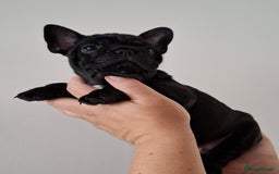French Bulldog dogs for sale: Two puppies French Bulldogs looking for new home! - Image 3