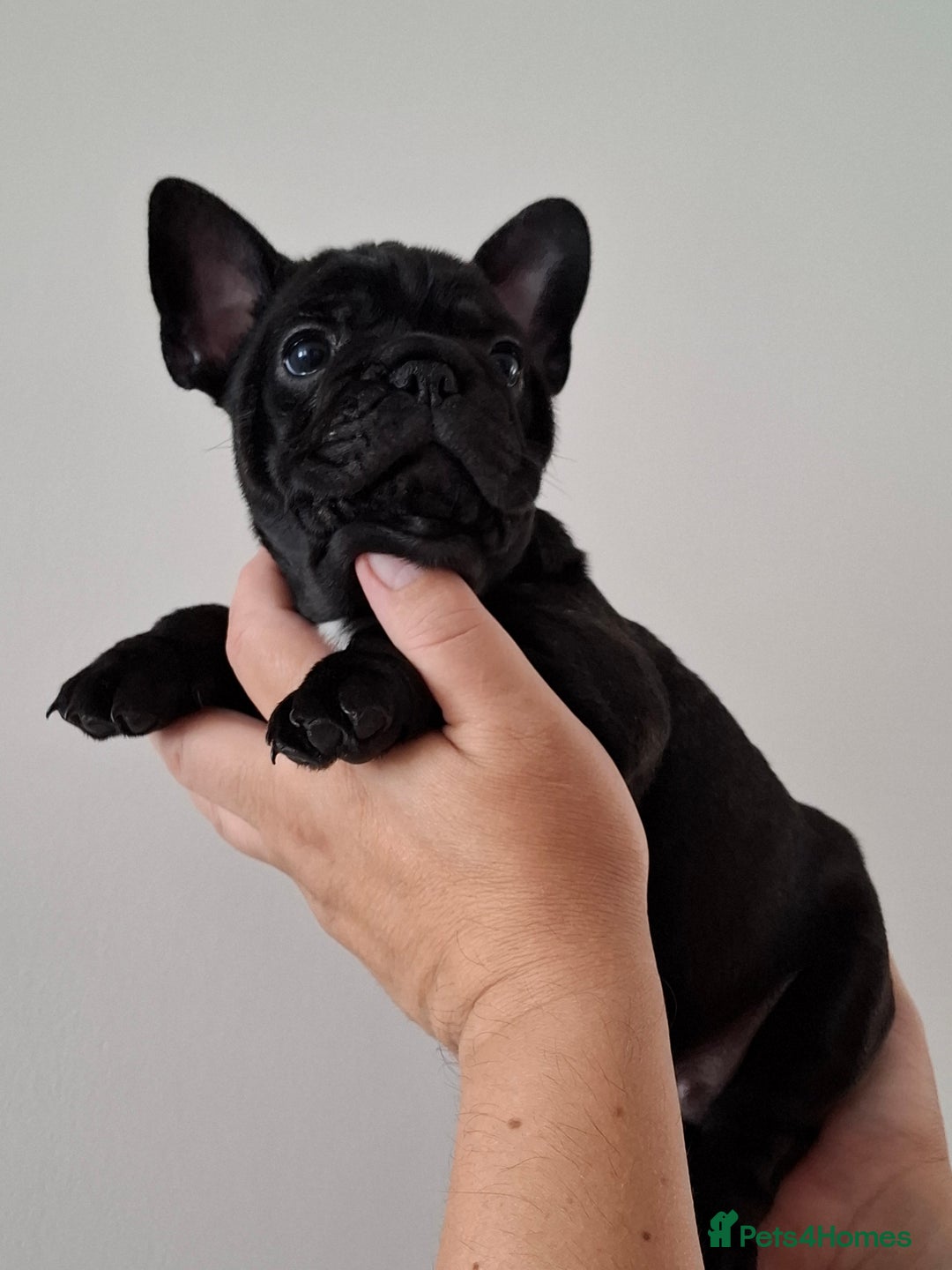 French Bulldog dogs for sale: Two puppies French Bulldogs looking for new home! - Image 3
