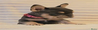 French Bulldog 5