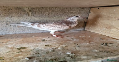 Doves birds - Advert 5