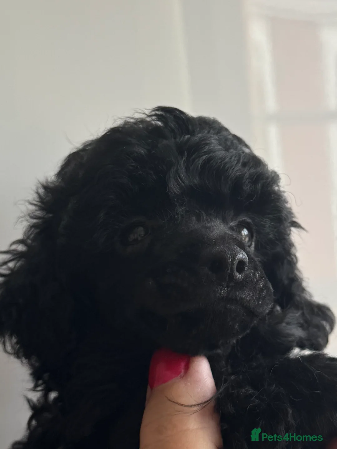 Toy Poodle dogs for sale: Outstanding tiny toy poodles  - Advert 5