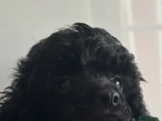 Toy Poodle dogs Outstanding tiny toy poodles - Advert 2