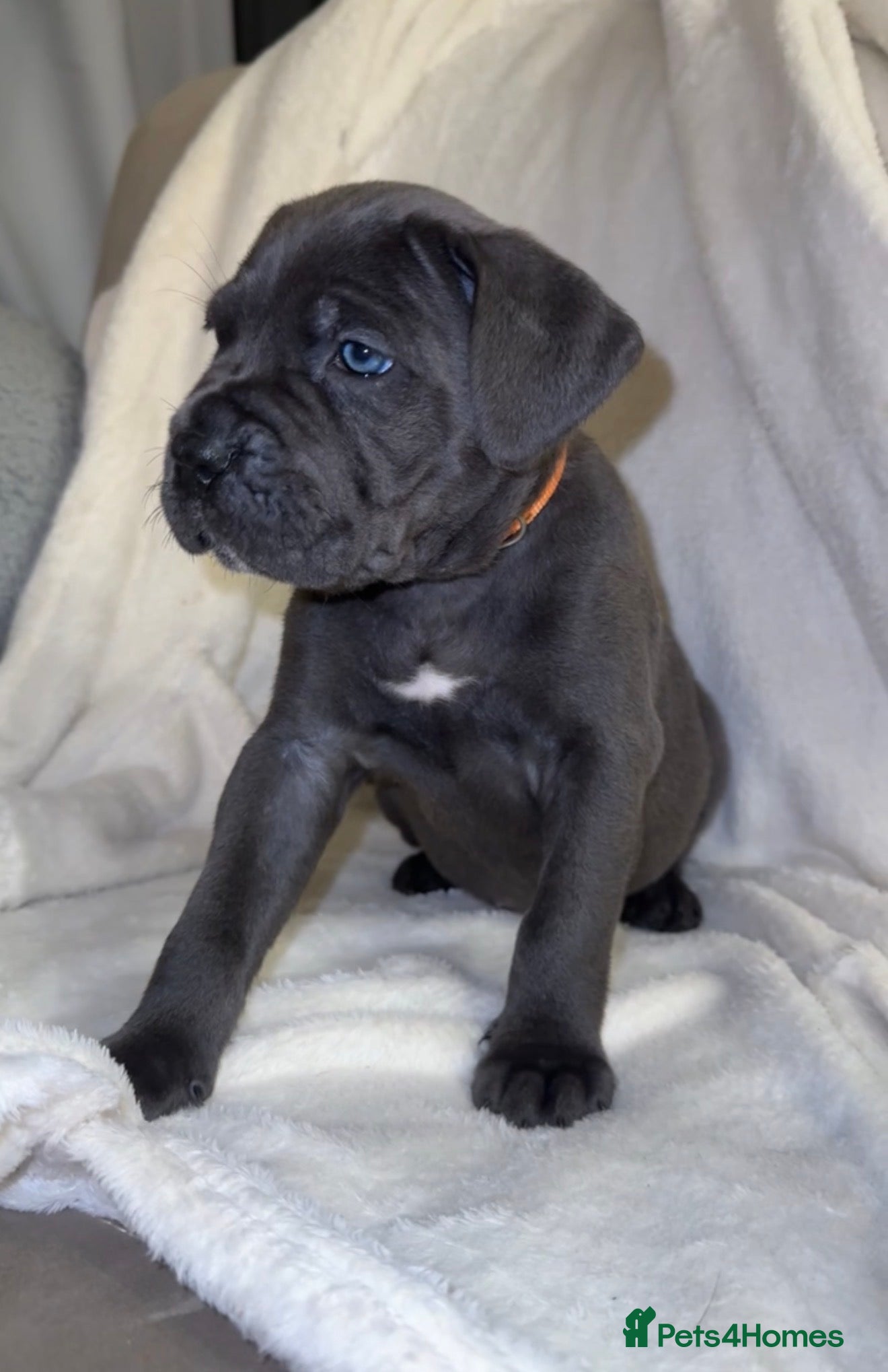 Cane Corso dogs ICF/ICCF Champion 6th GENERATION Cane Corso pups - Advert 7