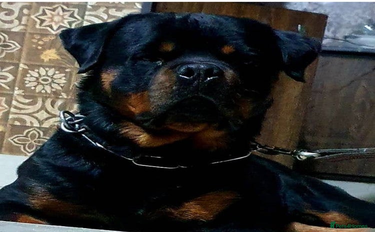 Mixed Breed dogs - Advert 2