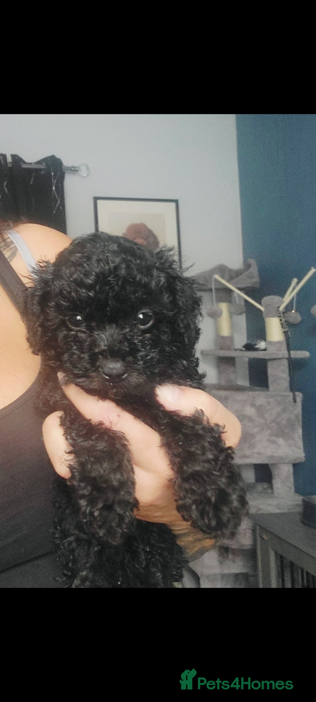 Toy Poodle dogs for sale: **Beautiful Toy Poodle Babies** - Image 4