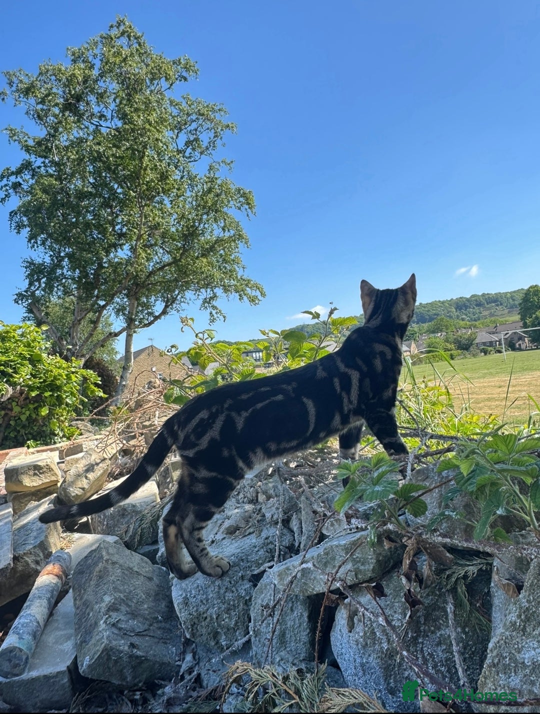 Bengal cats for sale: Bengal Sibling Cats for Rehoming - Advert 5