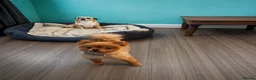 Pomeranian dogs for stud: PROVEN orange sable pom  - Advert 7