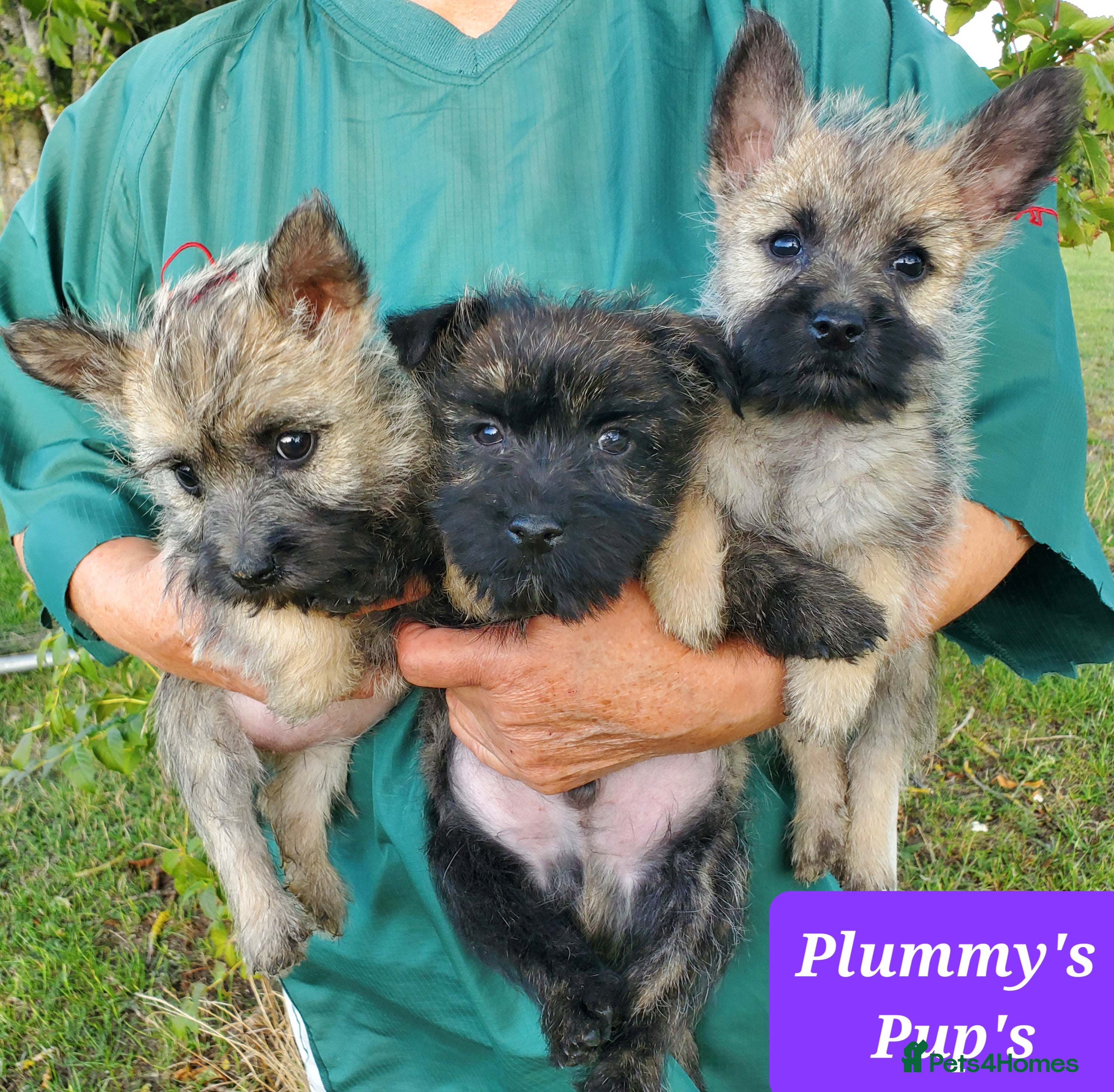 Cairn Terrier dogs Beautiful litter of Pedigree Cairn Terrier’s  - Advert 12