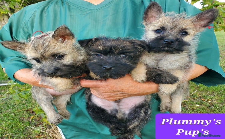Cairn Terrier dogs - Advert 1