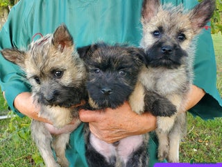 Cairn Terrier dogs - Advert 2