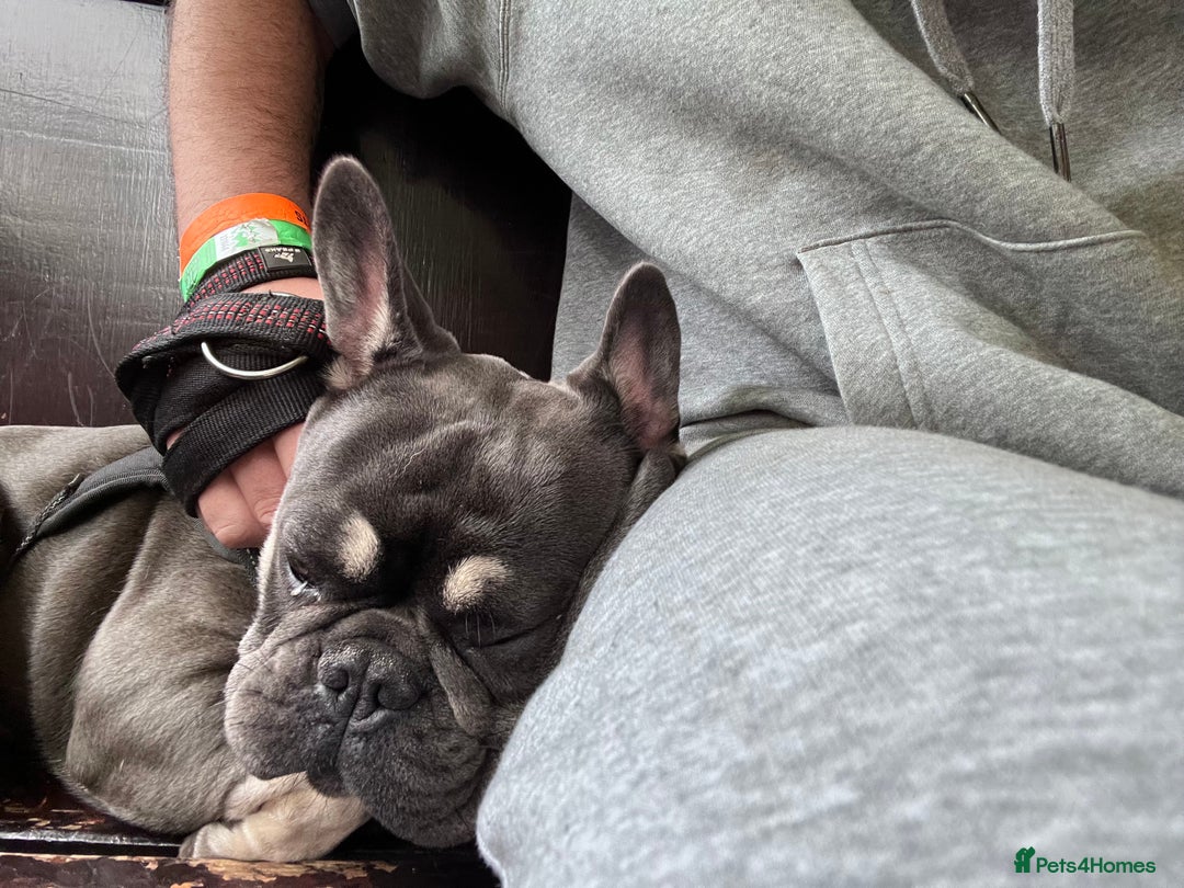 French Bulldog dogs for sale: Blue French Bulldog – Experienced, Adult-Only Home - Advert 6