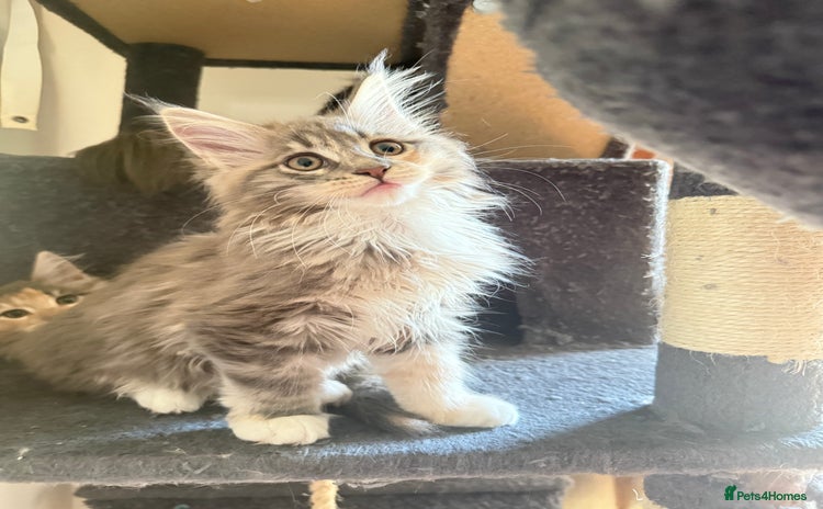 Maine Coon cats Beautiful torbie Maine Coon kittens - Advert 11