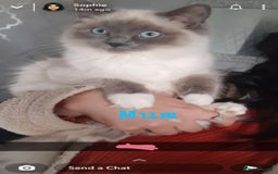 Ragdoll cats for sale: 🌸pedigree Ragdoll babies, reduced🌸 - Image 17