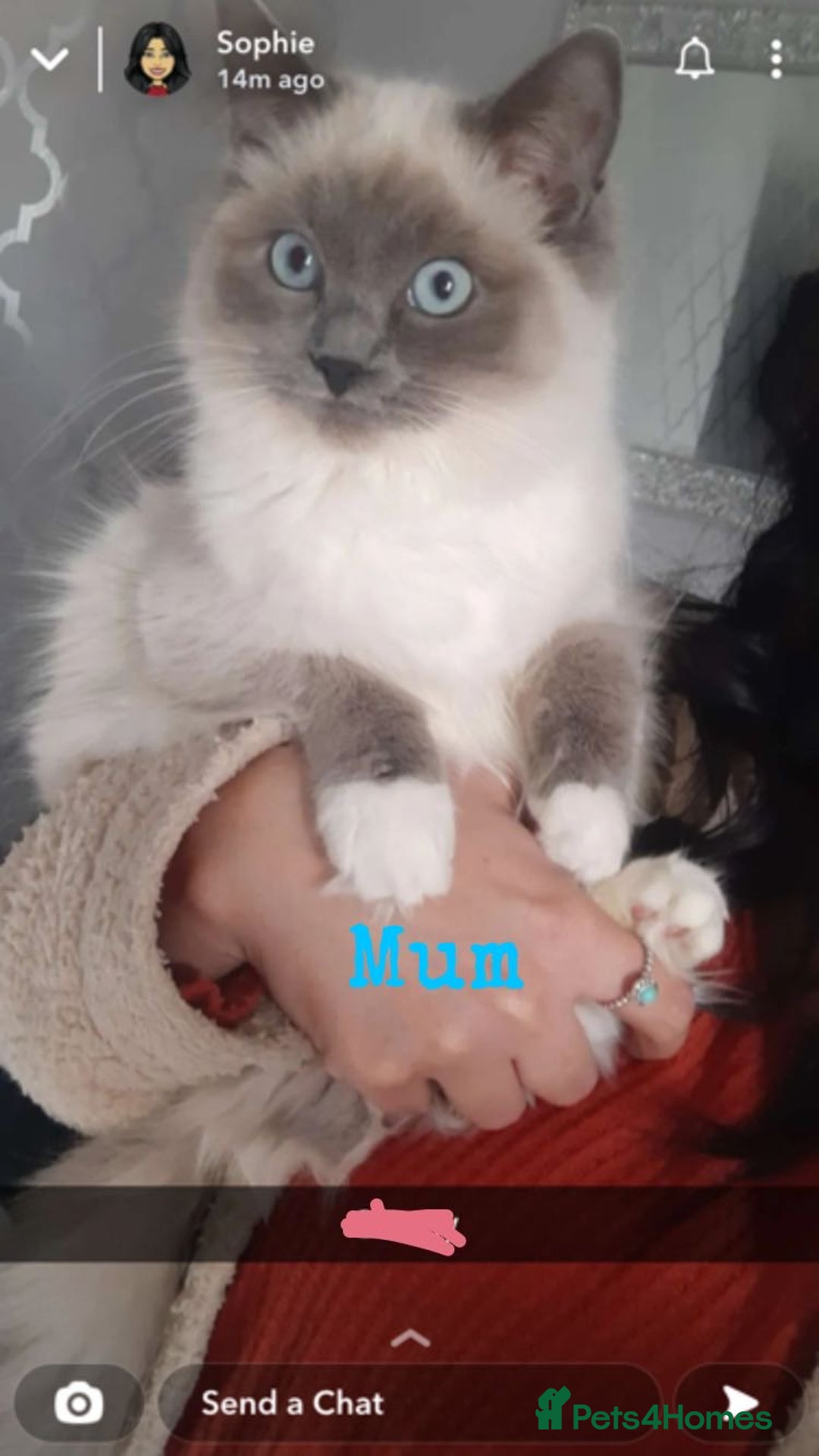 Ragdoll cats for sale: 🌸pedigree Ragdoll babies, reduced🌸 - Image 17