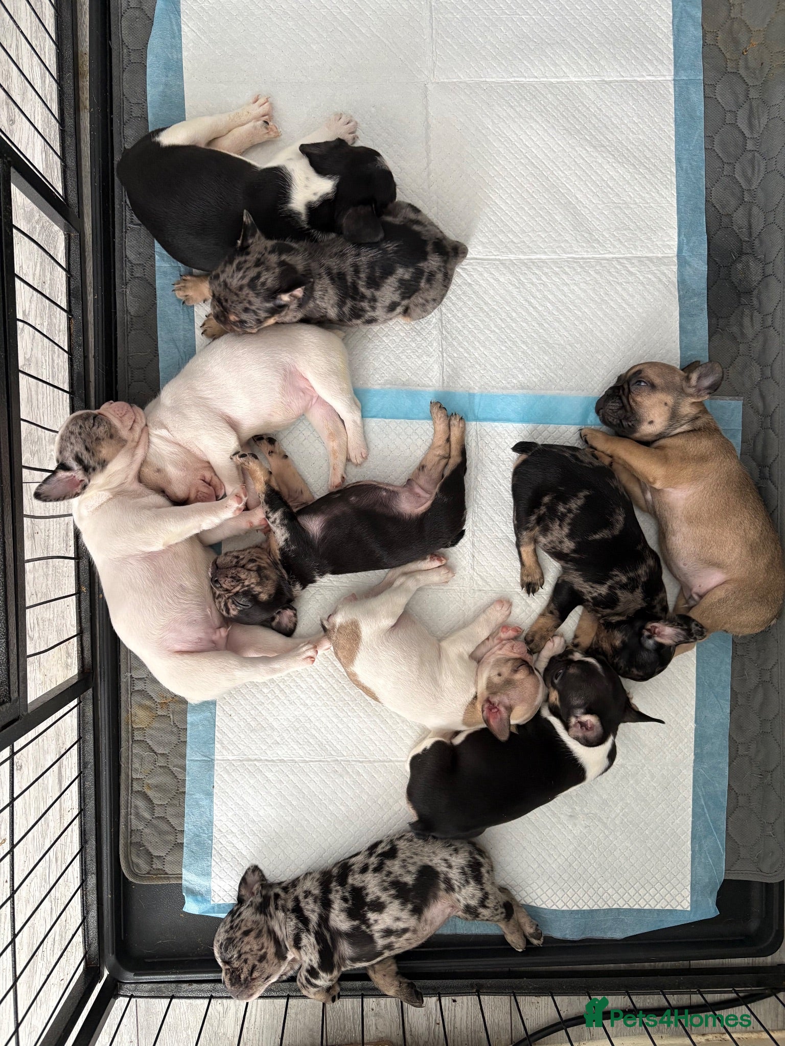 French Bulldog dogs 10 Beautiful French Bulldog pups 😍 - Advert 6