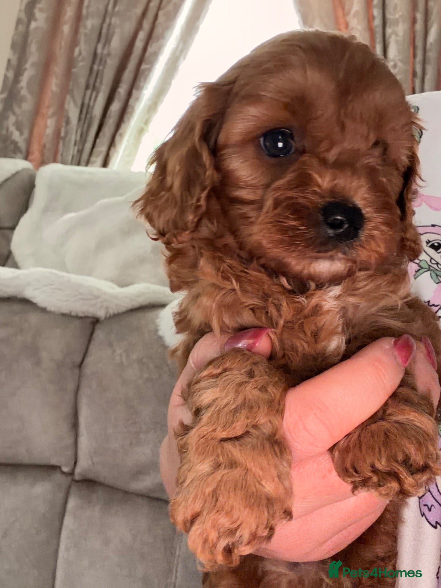 Cavapoo dogs 5⭐️ toy cavapoo puppy’s  - Advert 17