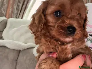 Cavapoo dogs 5⭐️ toy cavapoo puppy’s - Advert 1