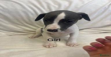 Whippet dogs - Advert 4