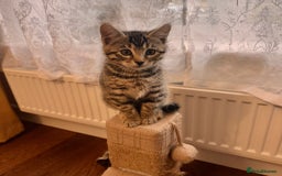 Bengal cats for sale: Sweet kittens - Image 5