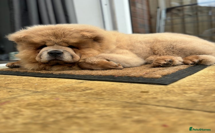 Chow Chow dogs - Advert 12
