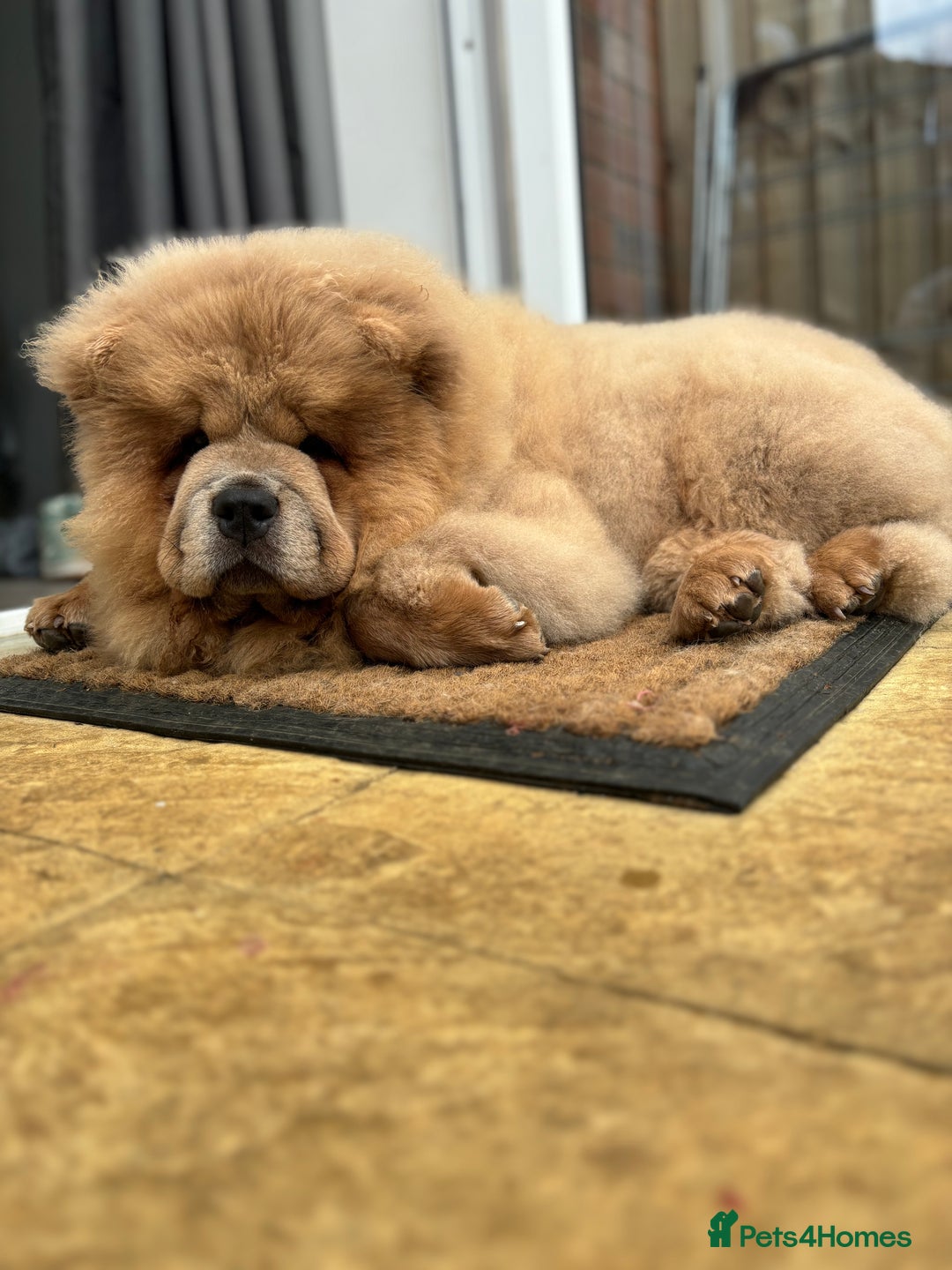 Chow Chow dogs for sale: Big chow chow pup NO TIME WASTERS - Image 1