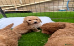 Cockapoo dogs for sale: Cockerpoo Puppies - Image 22