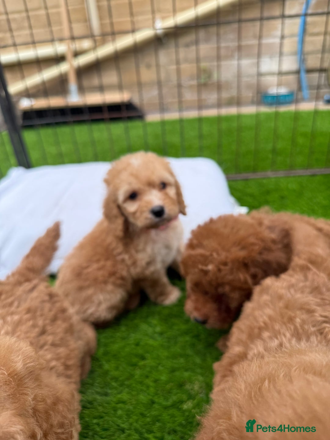 Cockapoo dogs for sale: Cockerpoo Puppies - Image 22