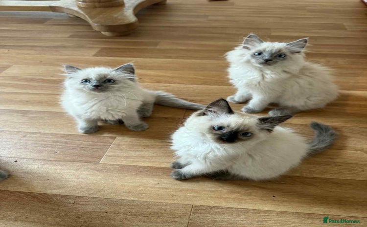 Ragdoll cats - Advert 4