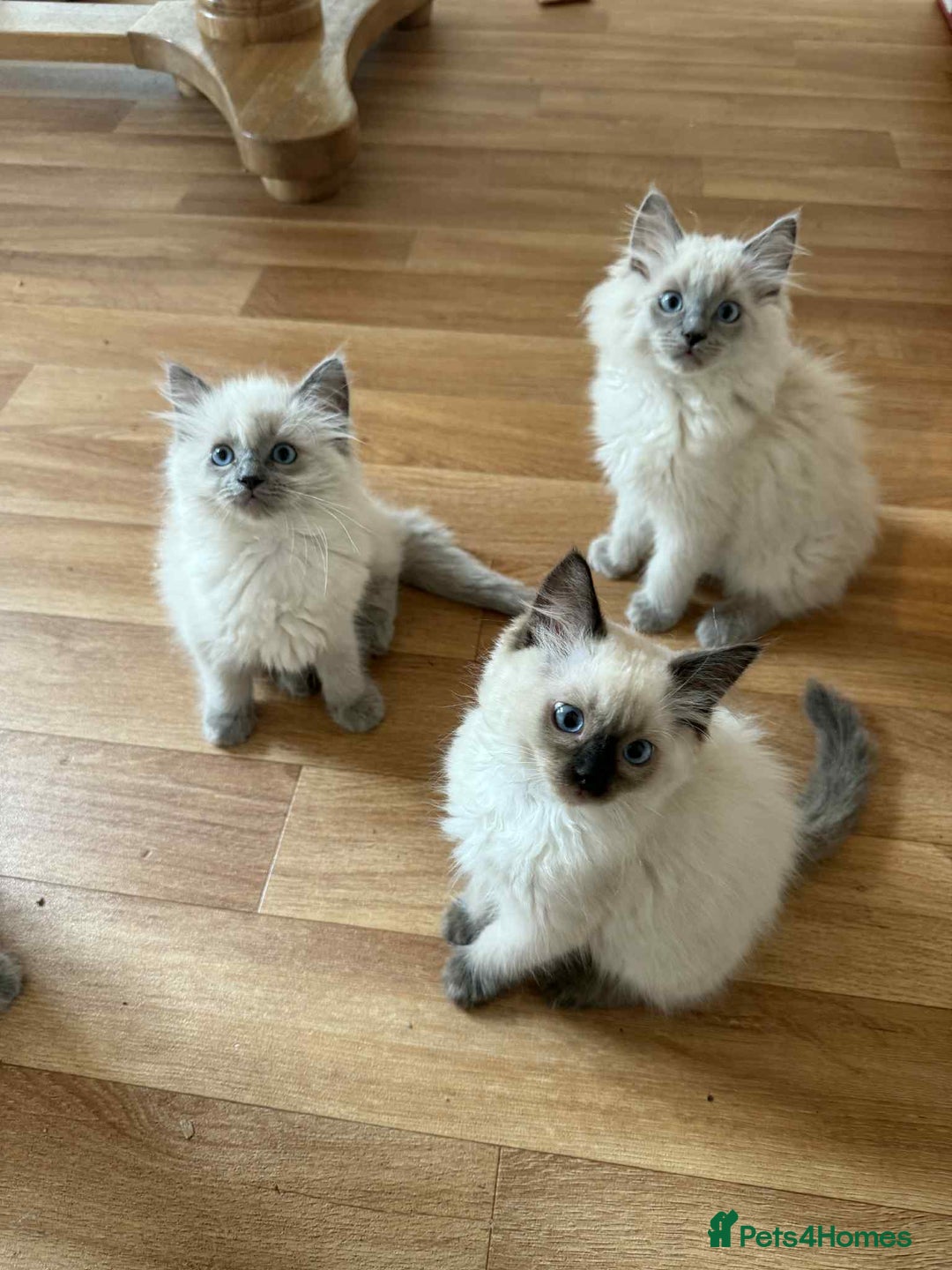 Ragdoll cats for sale: Last Ragdoll Kitten–Affectionate & Ready Now! ✨🐾 - Image 6