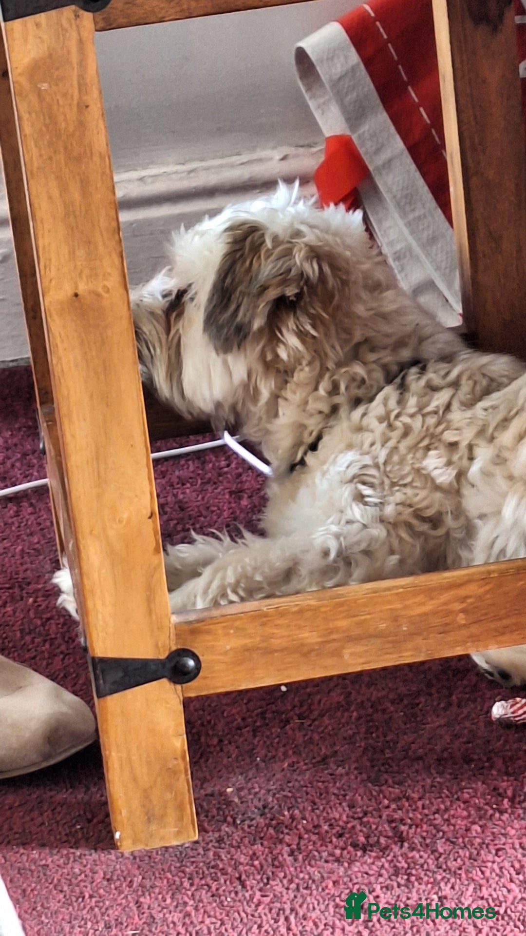 Chorkie dogs for sale: Chewie the Chorkie - Image 6