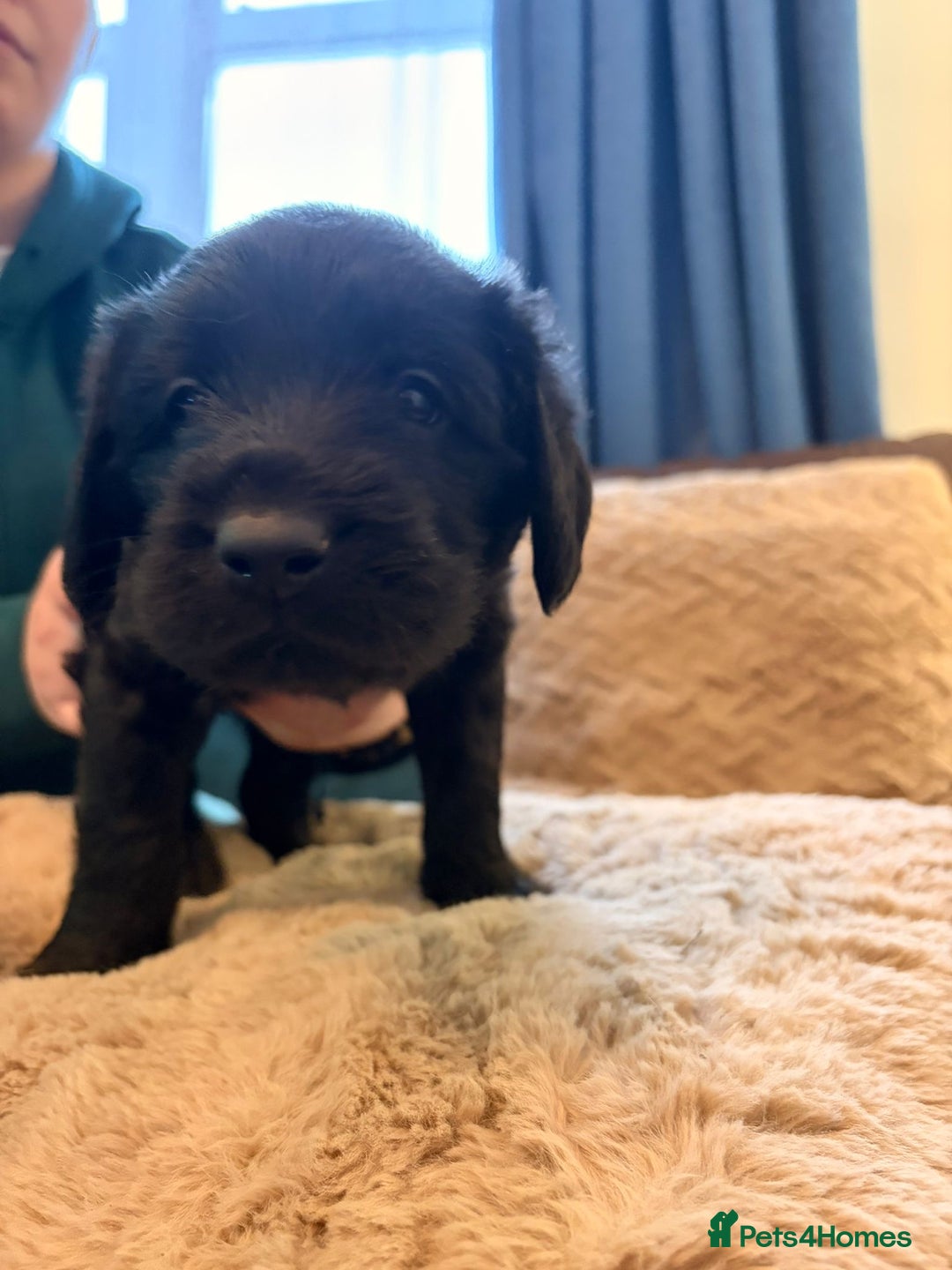 Labradoodle dogs for sale: 7 beautiful labradoodle puppies wanting a home - Advert 20