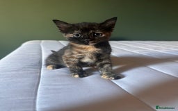 Domestic Shorthair cats for sale: Adorable fluffy kittens for sale!! - Image 5