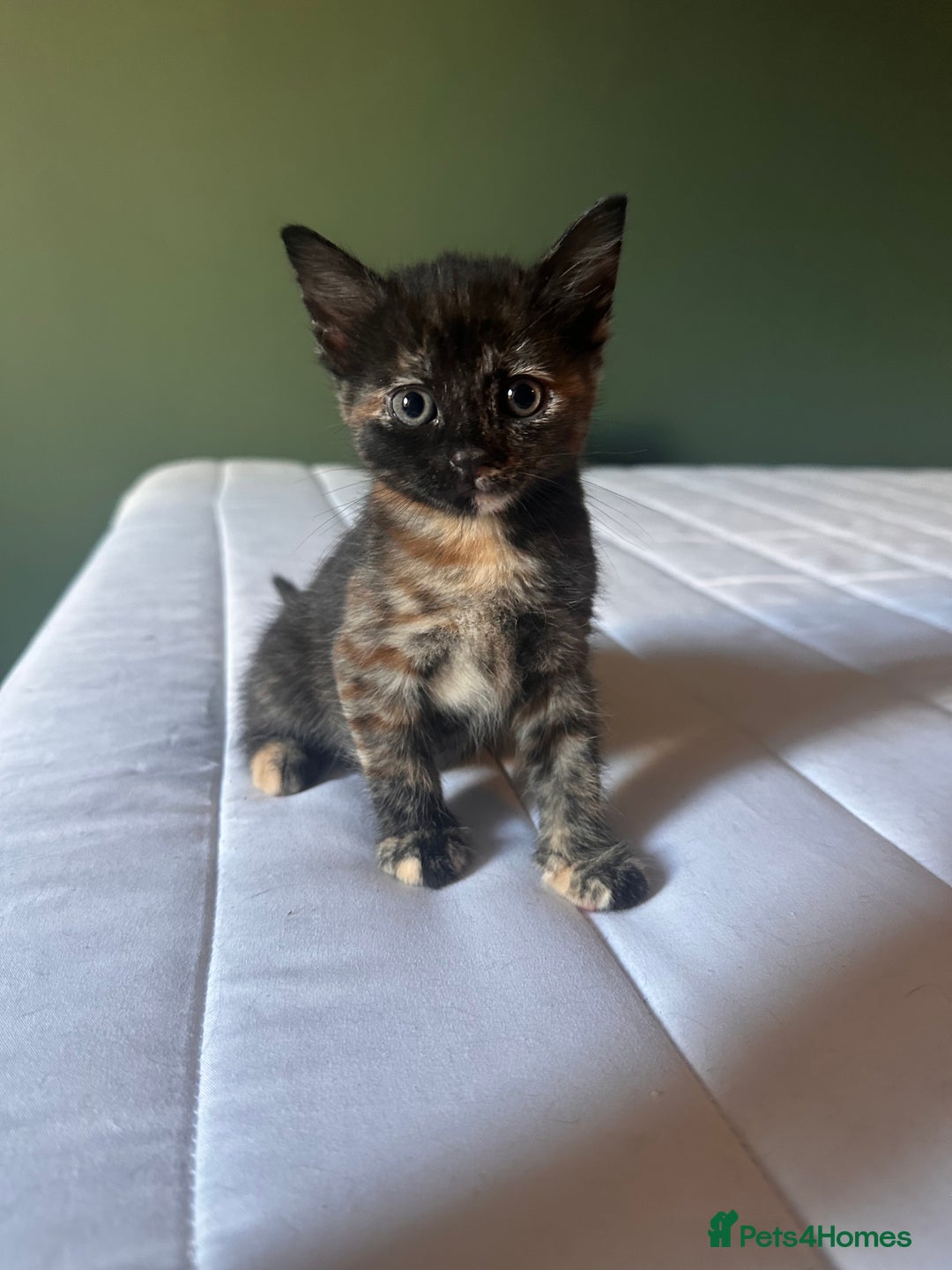 Domestic Shorthair cats for sale: Adorable fluffy kittens for sale!! - Image 5