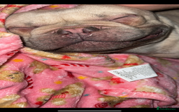 French Bulldog dogs for sale: Male frenchie 3 years old!  - Image 2